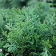 Саджанець Туя Даніка в контейнері