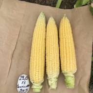 Кукурудза Сентіс F1