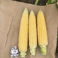 Кукуруза Сентис F1