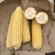 Кукурудза Джульєтта F1