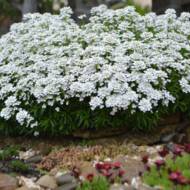 Саджанець Іберіс білий в контейнері