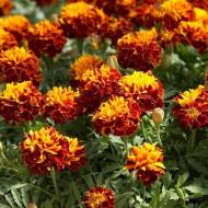 Бархатцы Брокард за 0,5 г