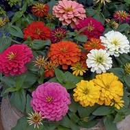 Комплект циній «Феєрверк кольорів»