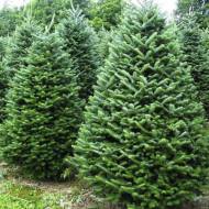 Саджанець Ялиця бальзамічна в контейнері