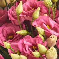 Комплект квітів «Рожева мрія»