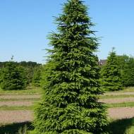 Саджанець Ялиця  Біла в контейнері