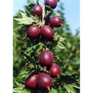 Саджанець Агрус Тясмин в контейнері