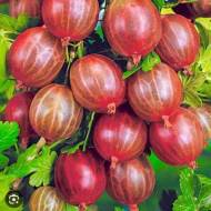 Саджанець Агрус Сварог в контейнері