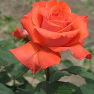 Роза чайно-гибридная Фолост