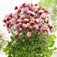 Саженец Аквилегия Winky Double Red White в контейнере