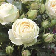 Роза чайно-гибридная Вединг Пиано