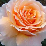 Троянда чайно-гібридна Примадонна