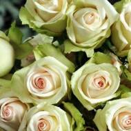 Троянда чайно-гібридна Ла Перла