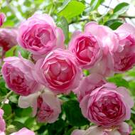 Троянда плетиста Жасміна