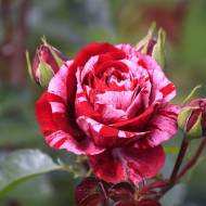 Троянда флорибунда Діп Імпрешн