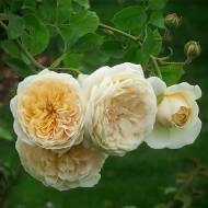 Троянда англійська Пепешуалі Йорс (плетиста)