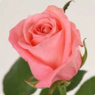 Роза чайно-гибридная Карина