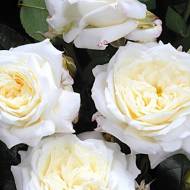 Роза чайно-гибридная Уайд Голд