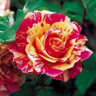 Роза чайно-гибридная Файер Крек