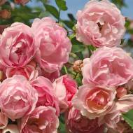 Роза плетистая Жасмина