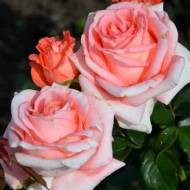 Роза чайно-гибридная Нобилис