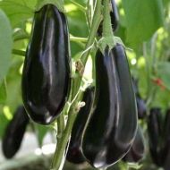 Баклажан Черный Опал за 0,5 г