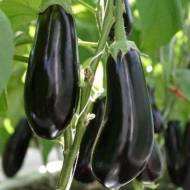 Баклажан Черный Опал за 0,5 г