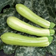 Кабачок Італійський лебідь