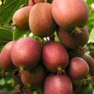 Саджанець Актинідія аргута Кенс Ред в контейнері