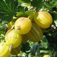 Саженец Крыжовник Нежный