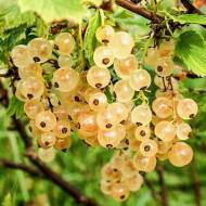 Саджанець Порічка Уайт Холландер