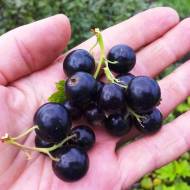 Саженец Смородина Глаз Дракона