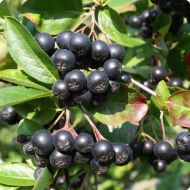 Саджанець Аронія (Горобина чорноплідна) Вікінг в контейнері