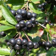 Саджанець Аронія (Горобина чорноплідна) Вікінг в контейнері