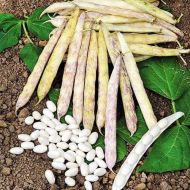 Фасоль кустовая  Мавка