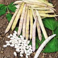 Фасоль кустовая  Мавка