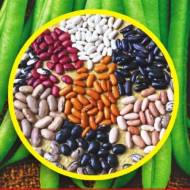 Фасоль Карнавал (спаржевая) за 20 г