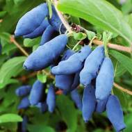 Саджанець Жимолость їстівна Гордость Бакчара в контейнері