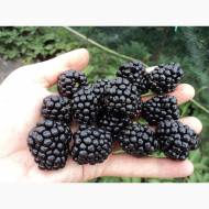 Саджанець Ожина Гай