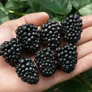 Саджанець Ожина Світ Пай (Солодкий пиріжок)