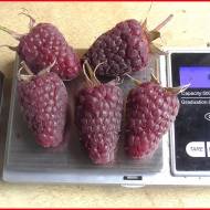 Саженец Малина Жаклин