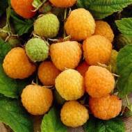 Саджанець Малина Гудесголд