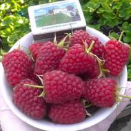 Саженец Малина Карамелька