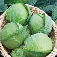 Капуста білоголова Козачок F1 за 0,2 г