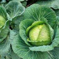 Капуста белокачанная Король F1 за 0,3 г