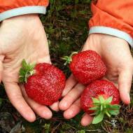 Саджанець Суниця садова Гігант Джорнея