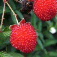 Саджанець Сунична малина Мяо-Мяо в контейнері