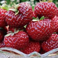 Саджанець Суниця садова Маре де Буа