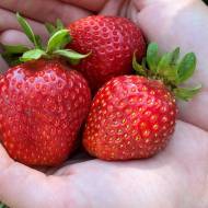 Саженец Клубника садовая Флорида Бьюти