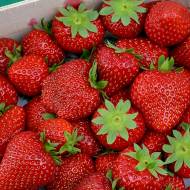 Саженец Клубника садовая Фламенко